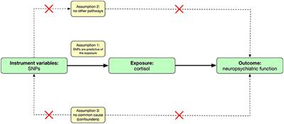 Association of Cortisol Levels With Neuropsychiatric Functions: A Mendelian Randomization Analysis
